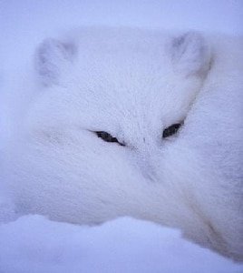 《(HP同人)败狐》
